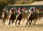 Which Pay Per Head Businesses Offer Horse Racing Platforms  