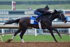 Instilled Regard Post Position Chances to Win the Kentucky Derby 