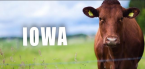 Can I Bet on Mybookie.ag From Iowa Can I Bet on Mybookie.ag From Iowa
