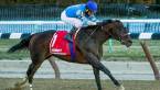 J Boys Echo Odds to Win the 2017 Kentucky Derby J Boys Echo Odds to Win the 2017 Kentucky Derby