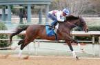 Why Lookin At Lee Win the Belmont Stakes – Pros and Cons - Latest Odds Why Lookin At Lee Win the Belmont Stakes – Pros and Cons - Latest Odds