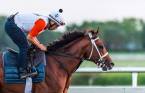 No Preakness Stakes for Maximum Security - Owner to Appeal 