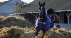 Midnight Bourbon New Favorite to Win Preakness Stakes