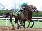 My Boy Jack Odds to Win the 2018 Kentucky Derby My Boy Jack Odds to Win the 2018 Kentucky Derby