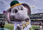 MLB Betting – Oakland Athletics 2020 Season Preview