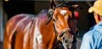 Why Patch Can Win the Belmont Stakes – Pros and Cons - Latest Odds Why Patch Can Win the Belmont Stakes – Pros and Cons - Latest Odds