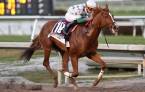 Promises Fulfilled Odds to Win the 2018 Kentucky Derby - 61-1 Promises Fulfilled Odds to Win the 2018 Kentucky Derby - 61-1