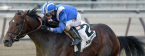 Shagaf Post Position Draw Sixteen Odds – 2016 Kentucky Derby Shagaf Post Position Draw Sixteen Odds – 2016 Kentucky Derby
