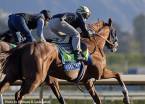 Solomini Odds to Win the 2018 Kentucky Derby Solomini Odds to Win the 2018 Kentucky Derby