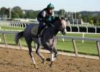Tacitus Payout Odds to Win Belmont Stakes