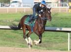 What Are the Payout Odds if Tenfold Wins the Belmont Stakes? 