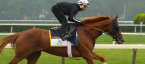 Why Twisted Tom Win the Belmont Stakes – Pros and Cons - Latest Odds Why Twisted Tom Win the Belmont Stakes – Pros and Cons - Latest Odds