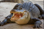 Did Epstein Really Feed Young Girls to Alligators? Did Epstein Really Feed Young Girls to Alligators?