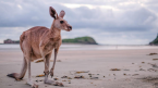 Illegal online poker causes Australia to take three iGaming parties to Federal Court Illegal online poker causes Australia to take three iGaming parties to Federal Court