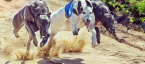 Greyhound Racing Nearing its End in the US After Long Slide Greyhound Racing Nearing its End in the US After Long Slide