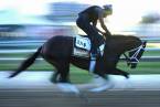 Where to Bet the 2018 Holy Bull Online Where to Bet the 2018 Holy Bull Online