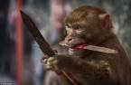 How Does Monkey Knife Fight Work?