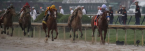 Preakness Stakes 2023 Mudders: Blazing Sevens Requires a Second Look