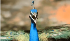 Darren Rovell Gets Roasted on Twitter for Celebrating Peacocks