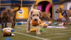 Puppy Bowl Betting Cancelled - Super Bowl LIV