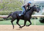 Sonneteer Odds to Win the 2017 Kentucky Derby 