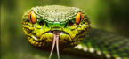 ACR Introduces Sunday Venom: $1 Million Guaranteed On-Demand Freerolls and Qualifiers Poker ACR Introduces Sunday Venom: $1 Million Guaranteed On-Demand Freerolls and Qualifiers Poker