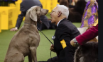 Can I Really Bet on the Westminster Dog Show? 