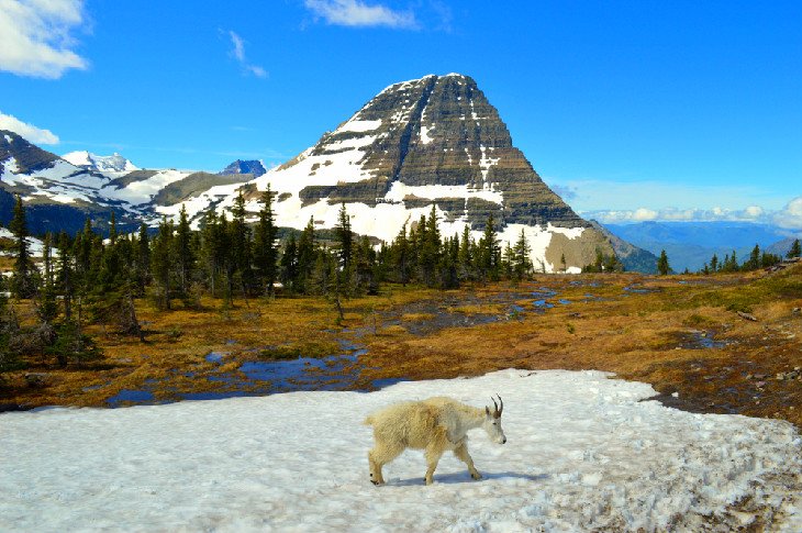 Need a Pay Per Head for the Presidential Election for Montana