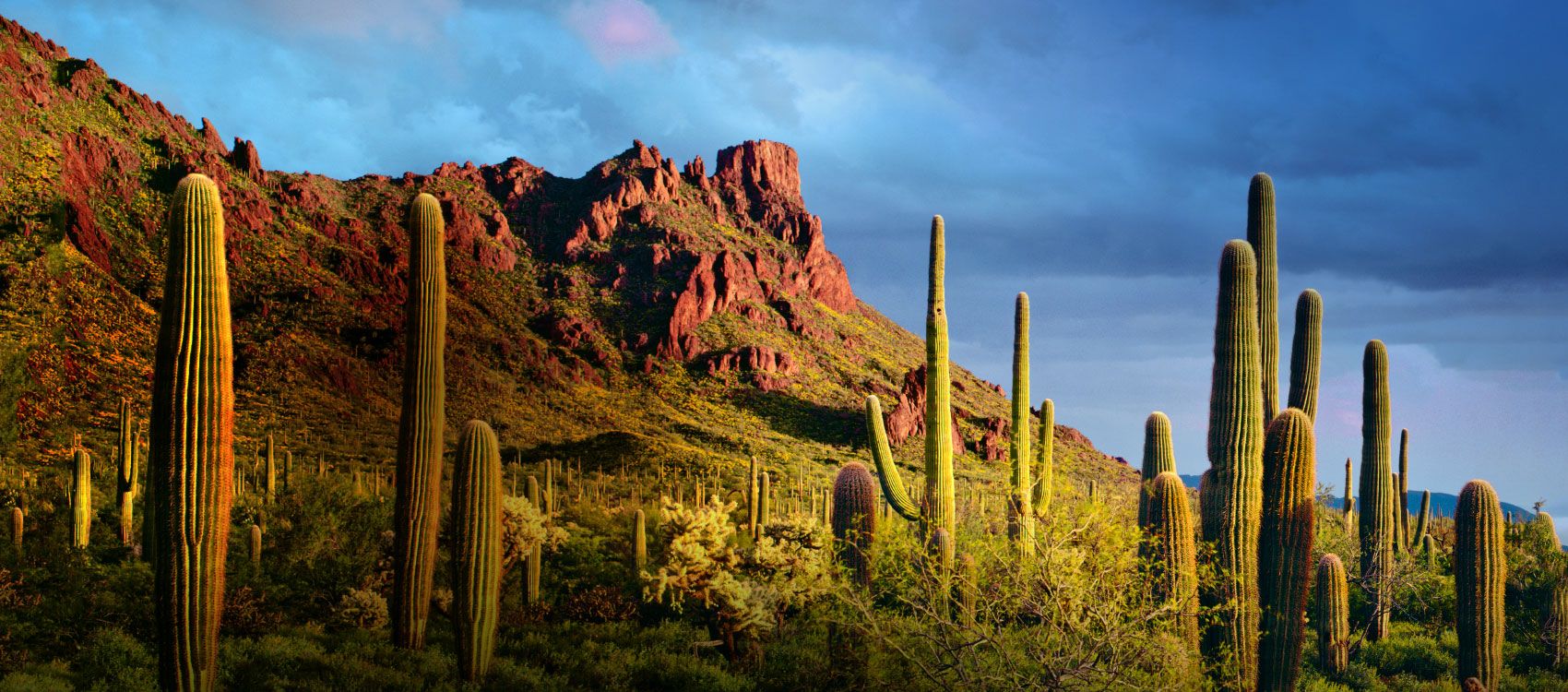Where Can I Watch, Bet the Usman vs. Masvidal Fight UFC 251 From Phoenix, Tucson