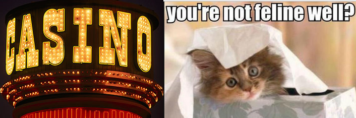 Woman Scams Casino to Pay Off Sick Cat’s Vet Bill