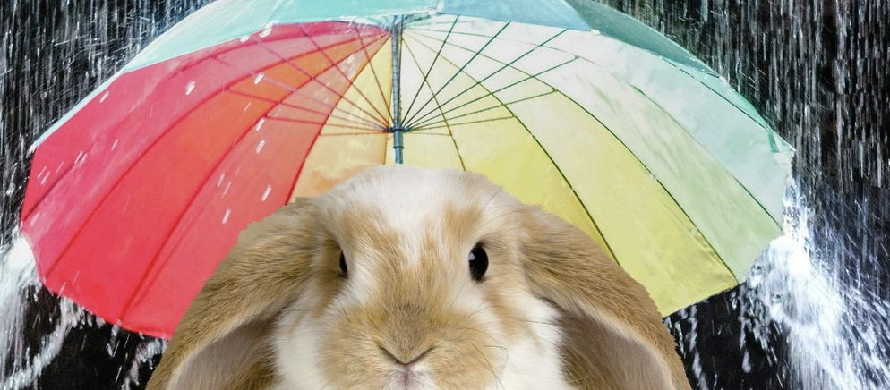 Rabbit under an umbrella 