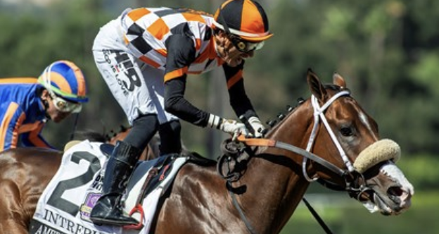 Horse Intrepido