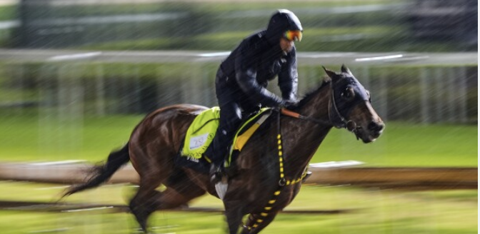 Horse Robusta