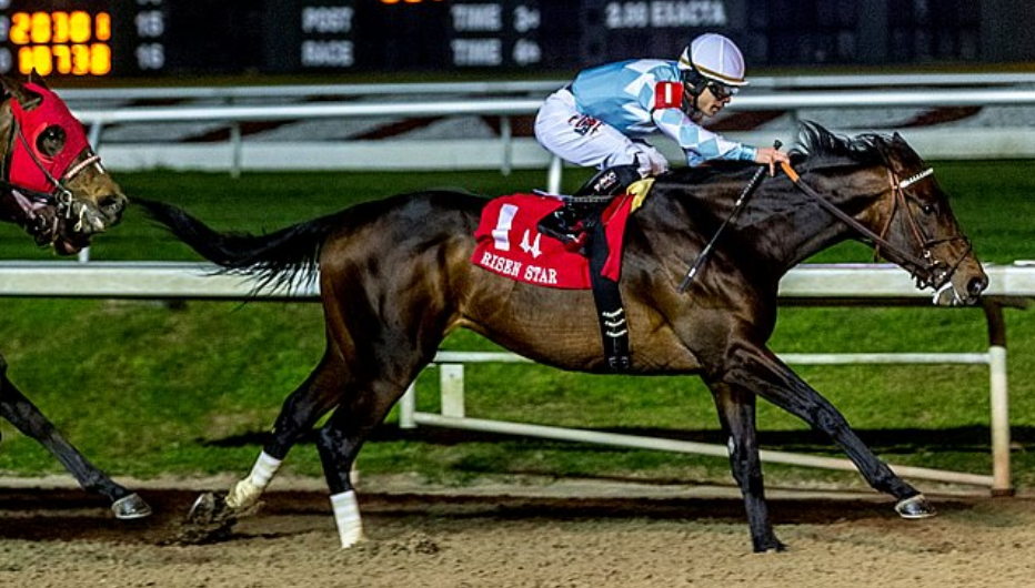 What Will Modernist Pay Out to Win the Belmont Stakes 