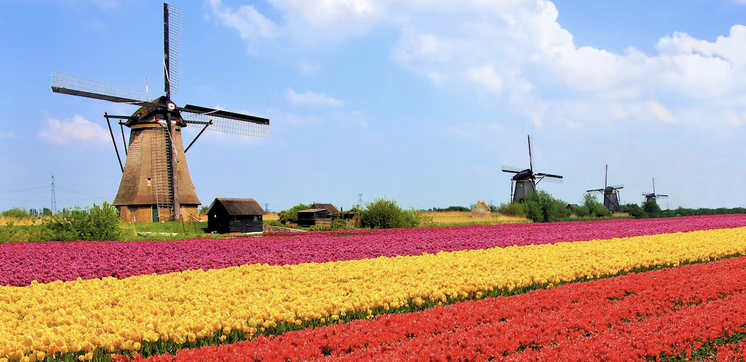 Netherlands tulips and windmill