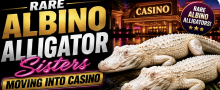 Rare Albino Alligator Sisters to Make This Marksville Louisiana Casino Their New Home