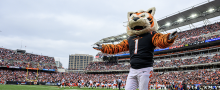 Bengals mascot