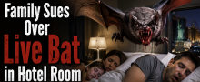 Family Sues Sparks, Nevada Hotel Over Live Bat in Room, Had to Take Four Rounds of Rabies Shots