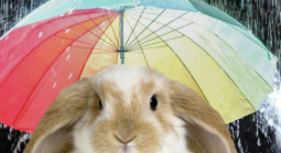 Rabbit under an umbrella 