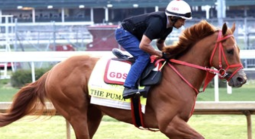 Travers Stakes Payout Odds 2026: Napoleon Solo, The Puma, Baby Vino