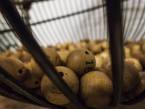 Online Bingo Shows No Sign of Slowing Down in the UK